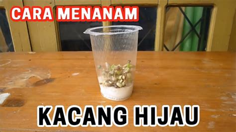 Cara Menanam Kacang Hijau Dengan Kapas – Gudang Materi Online