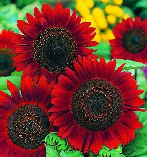 Red Sunflower Seeds Flowers Seed Flower Blooms Perennial Sun Bloom in 2021 | Red sunflowers ...