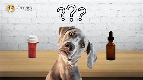 How Much Does Phenobarbital Help Dogs