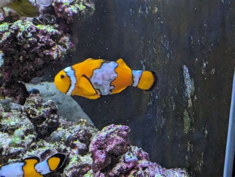 Snowflake Clownfish Body Discoloration | Reef2Reef