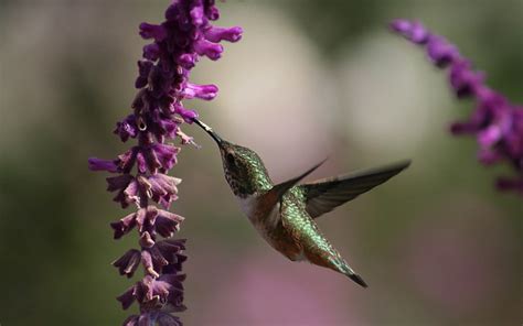 HD wallpaper: green hummingbird, beautiful, flowers, hovering, animal, wildlife | Wallpaper Flare