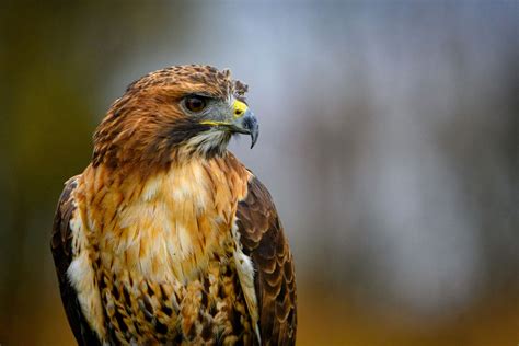 Minnesota Birds of Prey: Top 11 Feathered Predators with Pictures