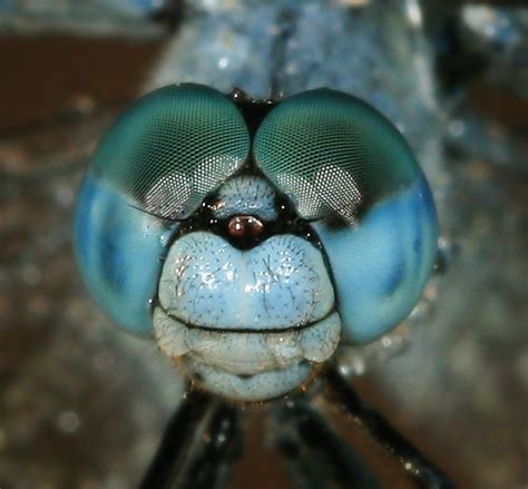 Dragonfly face | Dragonfly. | Tanya Puntti | Flickr