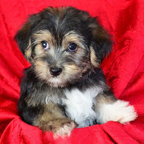 Male Morkie Puppies For Sale | Fancy Pups