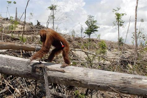 Orangutan walking along tree trunk in area of deforestation for Palm Oil Primates, Home Depot ...