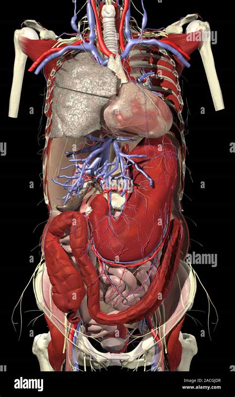 Organs of the trunk Stock Photo - Alamy