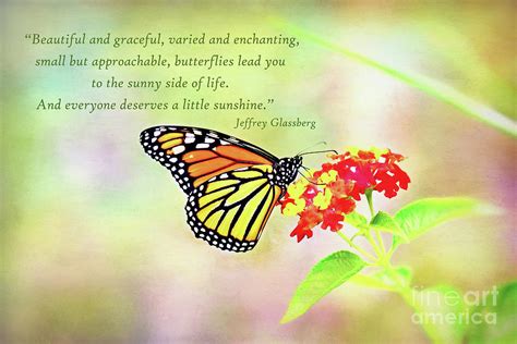 Magical Monarch Butterfly Inspirational Card and Art Photograph by Anita Pollak - Fine Art America