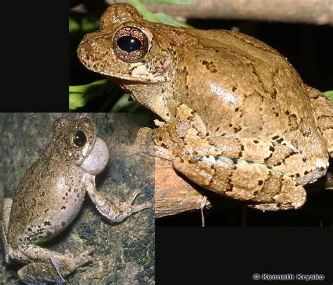 Bird-voiced Treefrog – Discover Herpetology