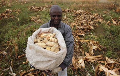 Genetically Engineered Crops: Key to Climate Adaptation and Food Security in Africa?