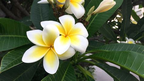 How to grow frangipani flowers and make their beauty last - ABC News