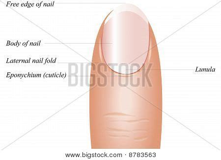 Nail Anatomy Image & Photo (Free Trial) | Bigstock