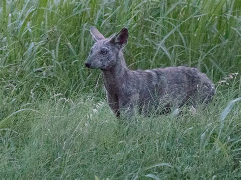 Why it’s Challenging to Treat Coyotes with Mange – DFW Urban Wildlife