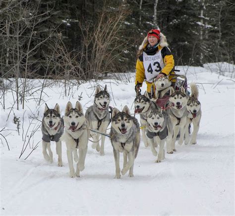 Team Lac Indien at the Yukon Quest 2023 — Earth Studies