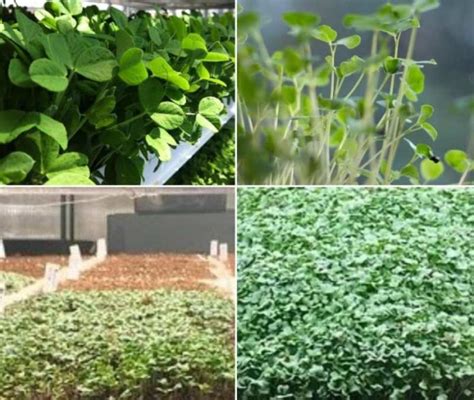 Growing Hydroponic Microgreens - A Full Guide | Gardening Tips