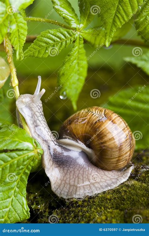 Snail at the garden stock image. Image of snails, snail - 6370597