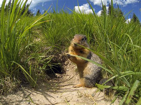 Top 60 Groundhog Burrow Stock Photos, Pictures, and Images - iStock