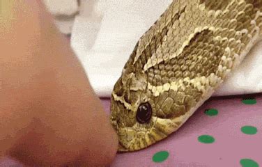 Snake GIF - Find & Share on GIPHY