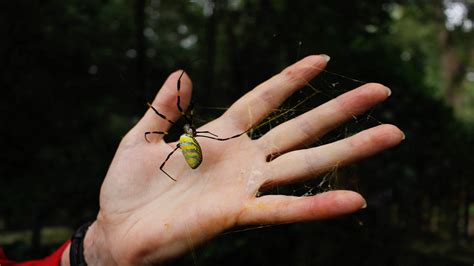 Giant, invasive spiders have taken over Georgia. Will they spread across the US? | Live Science