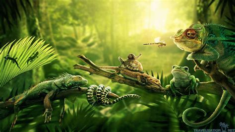 Amazon Rainforest Animals Wallpaper Hd | RAINFOREST ANIMAL