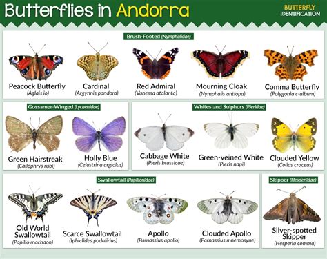 Types of Butterflies in Andorra (List With Pictures)