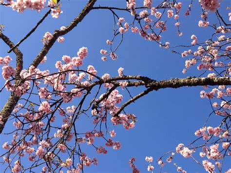 Luz da Terra: FESTIVAL DAS CEREJEIRAS (SAKURAS) NO PARQUE DO CARMO, SÃO ...