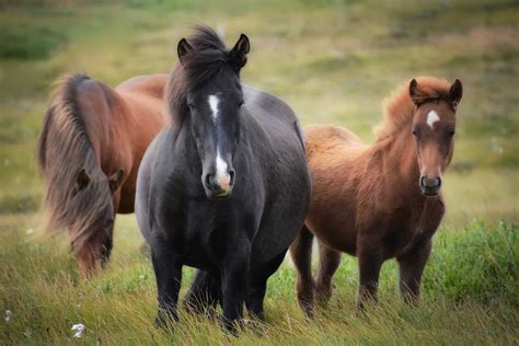 13 Gaited Horse Breeds [That Are a Joy to Ride] - Equineigh