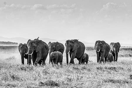 Royalty-Free photo: Selective photo of elephants | PickPik