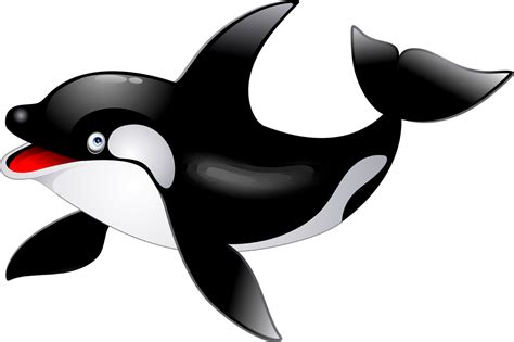Killer whale PNG
