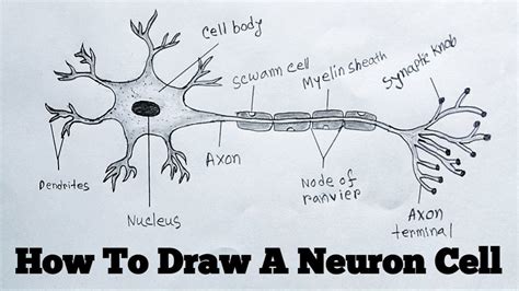 How To Draw Neuron Cell Easy/draw nervous system easy - YouTube