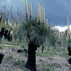 Xanthorrhoea glauca - Growing Native Plants