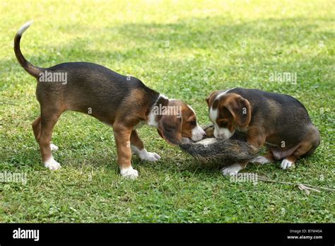 Braque Saint Germain puppies Stock Photo - Alamy