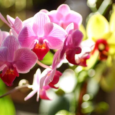 Use the Best Orchid Potting Mix for Vigorous Orchids