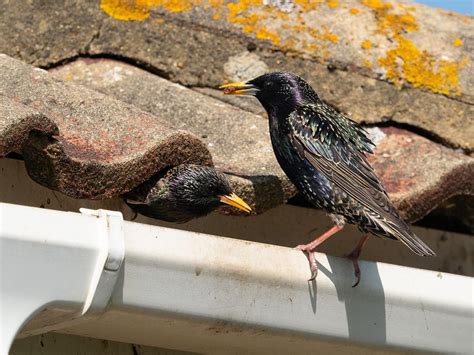 Where Do Starlings Nest? | Birdfact