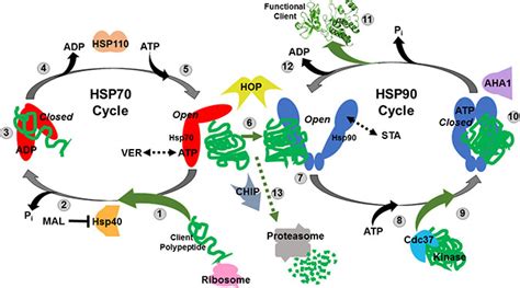 Dual targeting of HSP70 does not induce the heat shock response and synergistically reduces cell ...