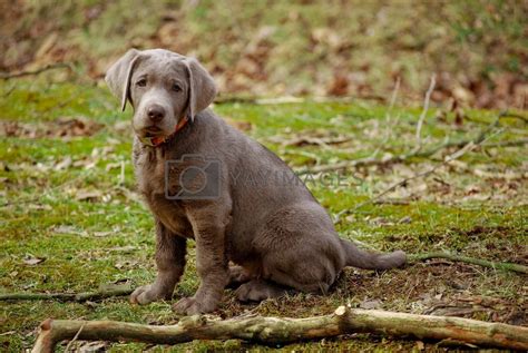 Posing silver lab puppy by amathers Vectors & Illustrations Free download - Yayimages