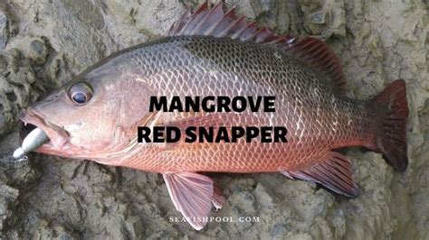 Mangrove Red Snapper - Profile | Facts | Size | Description - SeaFish