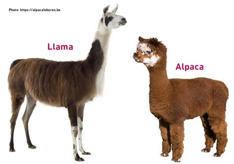 Alpacas and llamas | Hatley