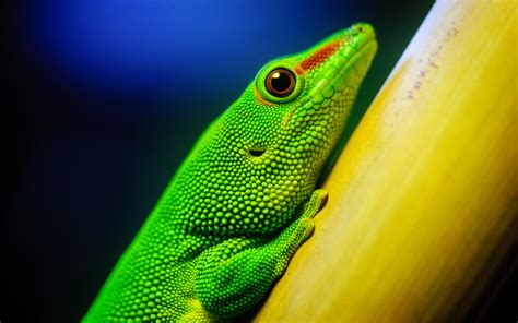 Download Animal Gecko HD Wallpaper