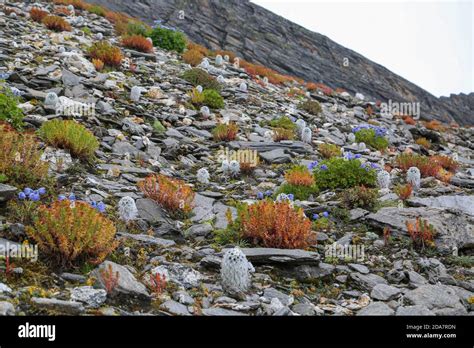 Himalayan flowers hi-res stock photography and images - Alamy