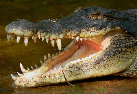 'Predator crocodile' with knife-like teeth that predates dinosaurs ...