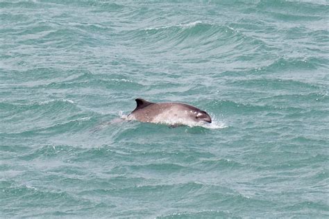 Adopt a Porpoise | Support Us | Sea Trust UK