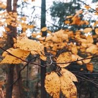 Webster's Falls - Hiking Trail