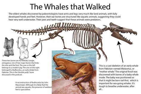 Episode 7 Field Guide: Walking through Whale Evolution - Past Time Paleo