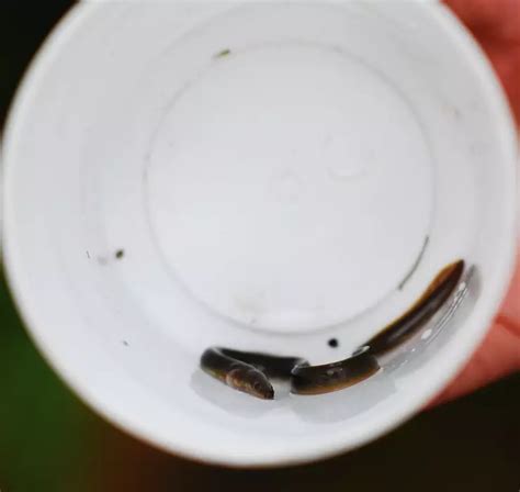 European eel conservation | ZSL