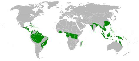 Tropical Rain Forests - Global Description