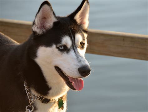 10 Things You Didn't Know about the Alaskan Husky