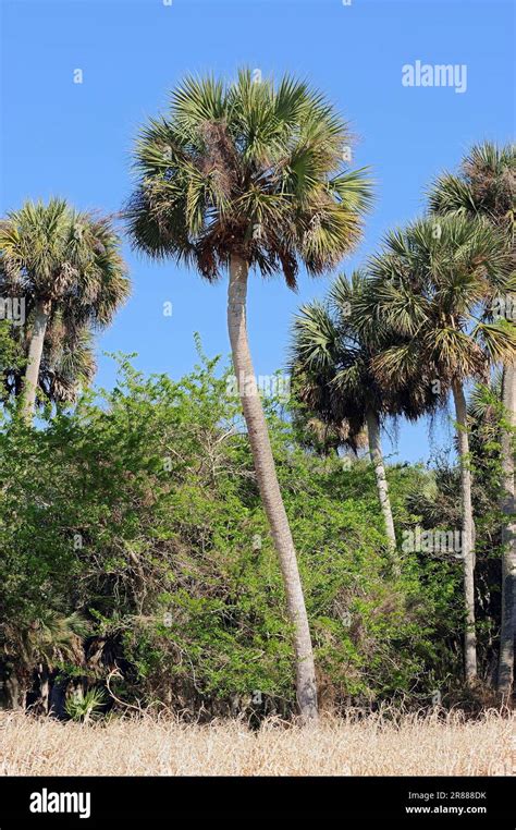 Cabbage Palm, Myakka River State Park, Florida, USA, Cabbage Palmetto ...