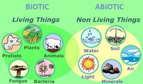 abiotic factors - Rain forest