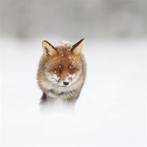 Winterwonderland | Fox facts, Animals, Fox wallpaper