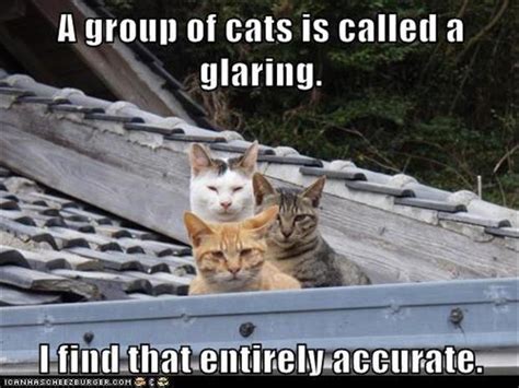 what is a group of cats called - Dump A Day